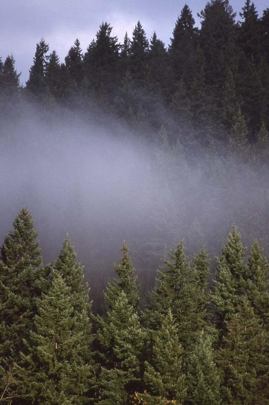 Misty Trees Seattle 1990.jpg